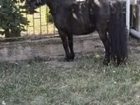Hengst, Australian Pony — Foto 4
