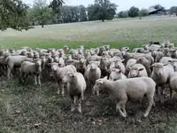 母羊, Ile-de-France sheep — 照片 6