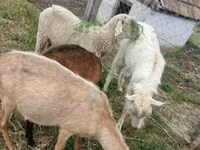 मेढ़ा, Merino sheep — फ़ोटो 1