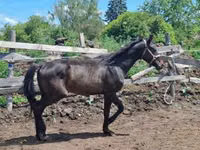 Hengst, Hungarian horse breed — Foto 7