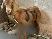 Goats (batch, sex not specified), Red Sokoto goat — photo 1