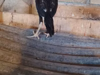 Guinea fowl — photo 2