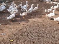 Ducks — 照片 3