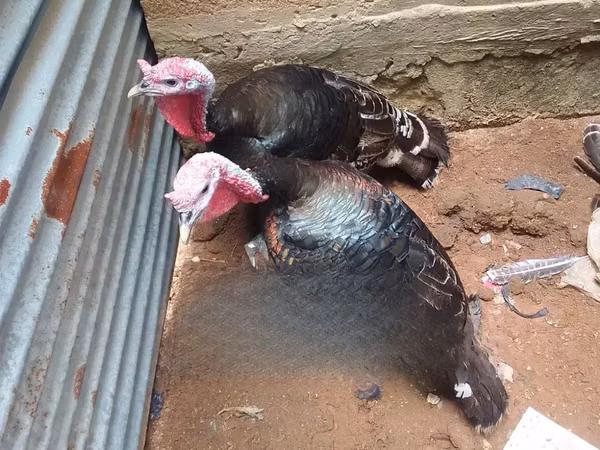 Turkeys