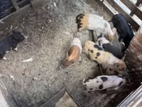 Säue, Schweine — Foto 5