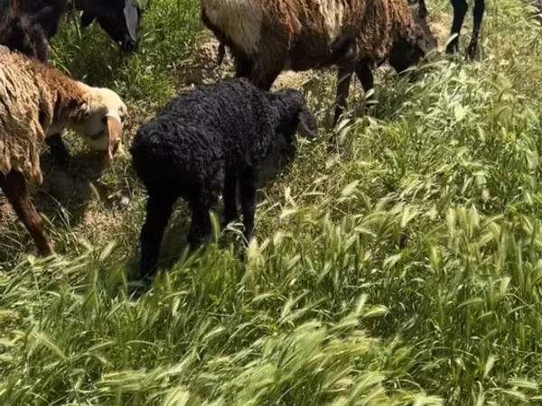 Sheep (batch, sex not specified), Sheep
