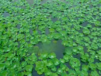 Apex Water Letuce, for Catfish , Pigs, Ducks, Ponds Abs Aquariums — photo 4