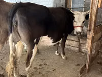 गाय, अलाताऊ नस्ल — फ़ोटो 4