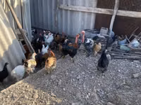 Chickens — Foto 5