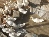 Ducks — Foto 2
