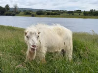 Ziegenbock, LaMancha goats — Foto 3
