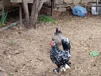 Chickens — Foto 1