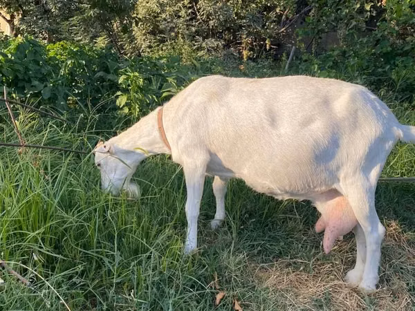 عنزة, Alpine goat