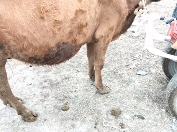 بقرة, الماشية