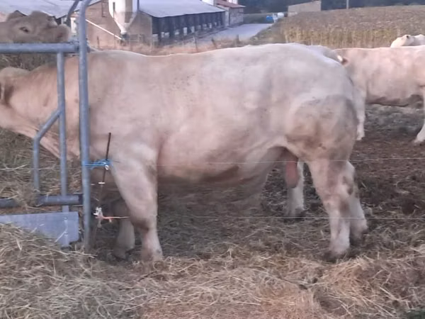 Toro, Charolais cattle