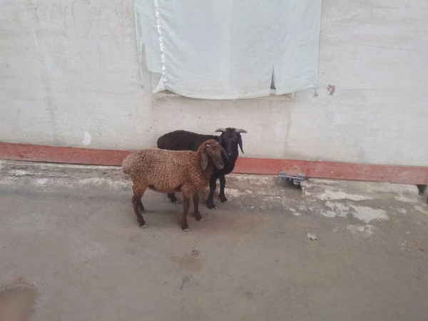 Sheep (batch, sex not specified), Sheep
