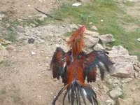Chickens — Foto 8