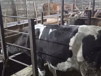 Cow, Holstein breed — photo 2