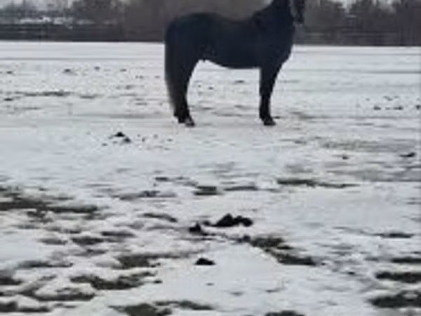 Caballo, Lipizzaner