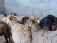 Ram, Sheep — photo 3