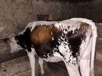 Cow, Cattle — photo 1