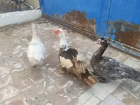Ducks — Foto 7