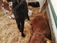 公牛, Limousin cow — 照片 5
