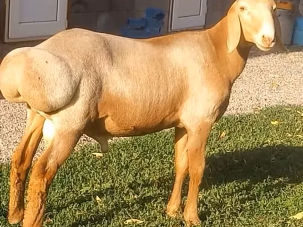 Ram, Arashan sheep