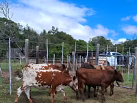 Vaca, Nguni cattle — foto 6