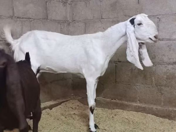 Ziege, Kamori goats