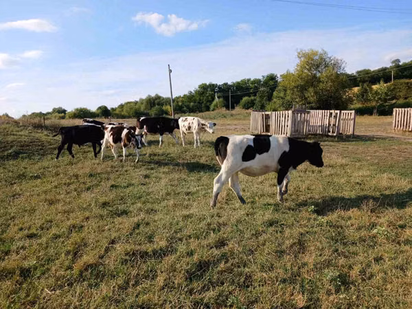 Bulle, Russian Black pied cattle