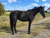 母马, Horses — 照片 1