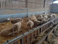 母羊, Rouge de l’Ouest sheep — 照片 1