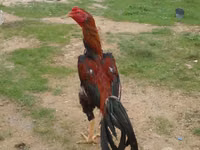 Chickens — Foto 3