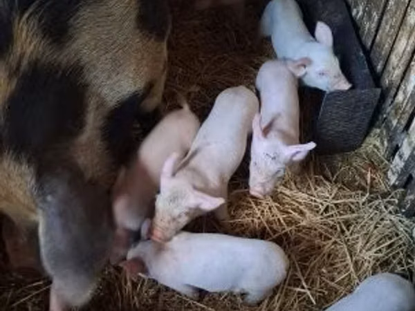 Schweine (Partie, Geschlecht nicht angegeben), Schweine