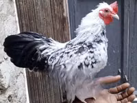 Gallinas Shamo — foto 2
