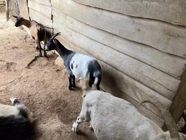 Cabra, Cabras