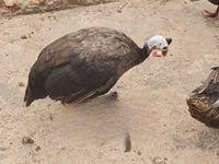 रॉयल पर्पल — फ़ोटो 2