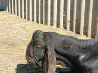 Ziegenbock, Kamori goats — Foto 2