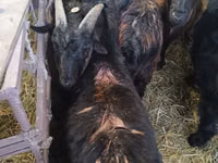 Billy Goat, Goats — photo 3