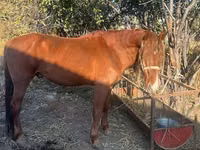 Caballo, Caballos — foto 3