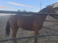 حصان, Thoroughbred horse — الصورة 6