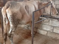 Vaca, Simmental cattle — foto 3