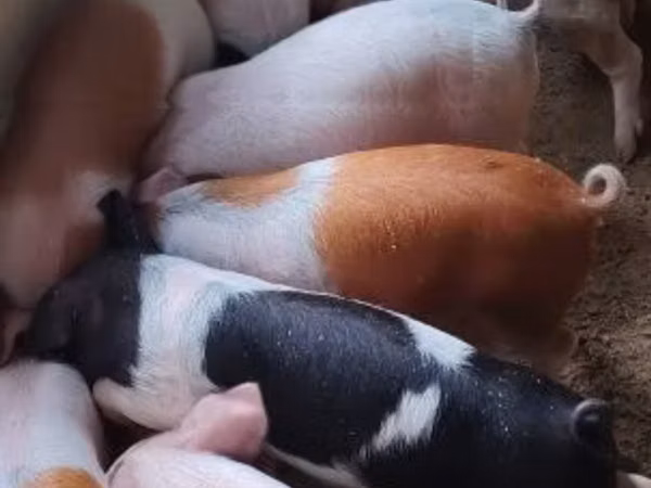 Schweine (Partie, Geschlecht nicht angegeben), 