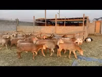 公羊, Karakul sheep — 照片 3