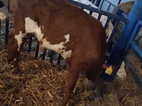 Bulle, Simmental cattle — Foto 1