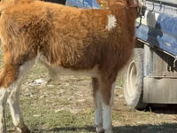 Bulle, Simmental cattle — Foto 4