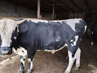 公牛, Russian Black pied cattle — 照片 1