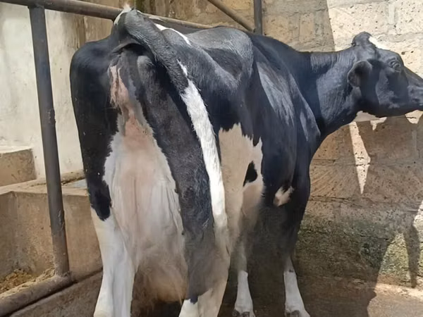 بقرة, سلالة هولشتاين