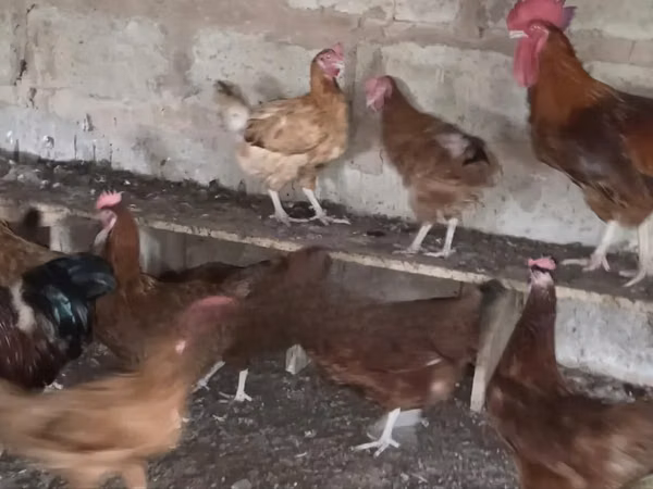 Chickens